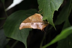 Charaxes varanes vologeses