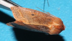 Epiglaea apiata