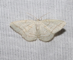 Protitame subalbaria