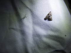 Petrophila confusalis