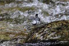 Motacilla clara