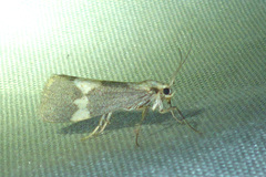Cisthene faustinula
