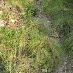 Piptochaetium fimbriatum