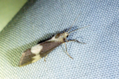 Cisthene faustinula