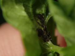 Aphis podagrariae