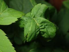 Aphis podagrariae