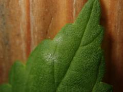 Podosphaera macularis