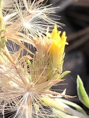 Ericameria parryi aspera