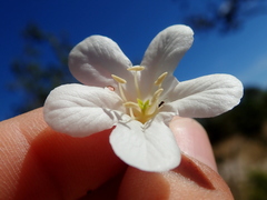 Cordia glabrata