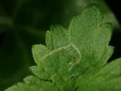 Phytomyza ranunculi