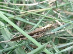 Aiolopus thalassinus