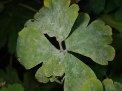 Erysiphe aquilegiae