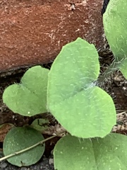 Desmodium rotundifolium
