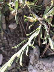 Ericameria parryi aspera