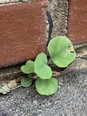Desmodium rotundifolium