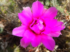 Echinocereus