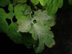 Erysiphe macleayae