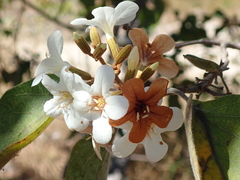 Cordia glabrata