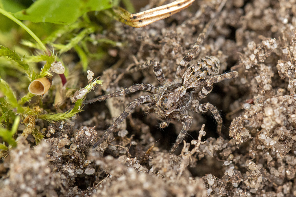 Great Fox-spider