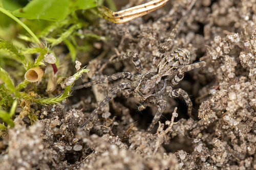 Great Fox-spider