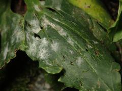 Golovinomyces sordidus