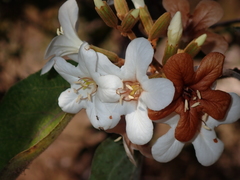 Cordia glabrata
