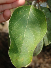 Cordia glabrata