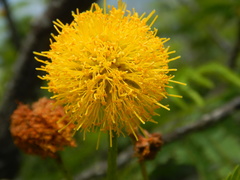 Leucaena greggii