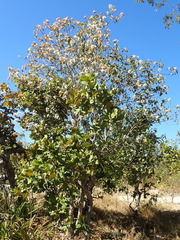Cordia glabrata