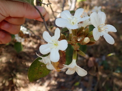 Cordia glabrata