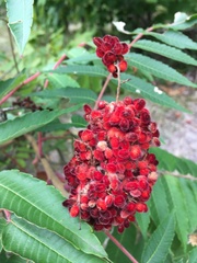 Rhus × borealis