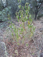 Cistus populifolius