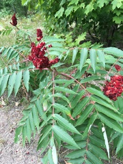 Rhus × borealis