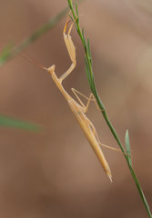 Mantis religiosa