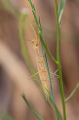 Mantis religiosa