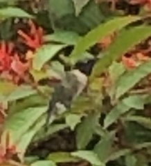 Archilochus colubris