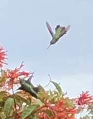 Archilochus colubris