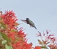 Archilochus colubris