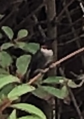 Archilochus colubris