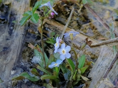 Myosotis rehsteineri