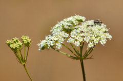 Perideridia kelloggii