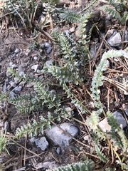 Pedicularis semibarbata charlestonensis