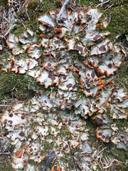 Peltigeraceae
