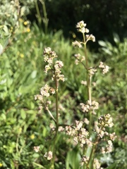 Valeriana edulis