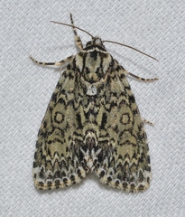 Acronicta heitzmani