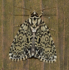 Acronicta heitzmani