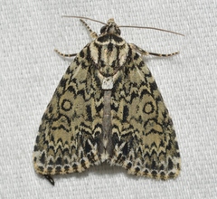 Acronicta heitzmani