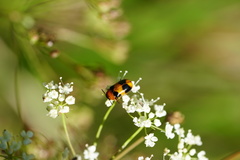 Coptocephala