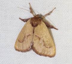 Monoleuca occidentalis