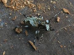 Aegomorphus consentaneus